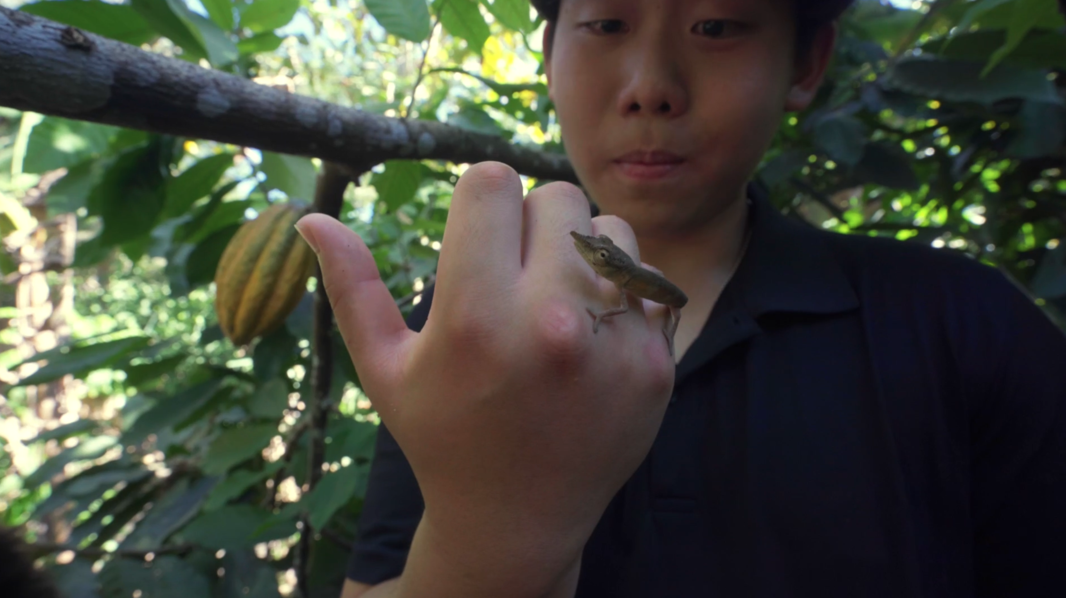 Madagascar ecosystem 1